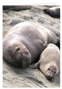 PR8100 Elephant Seals - Central Coast, California - Vanderlip.com