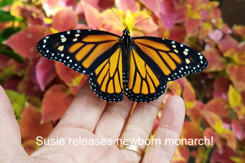 Releasing My First Monarch Butterfly