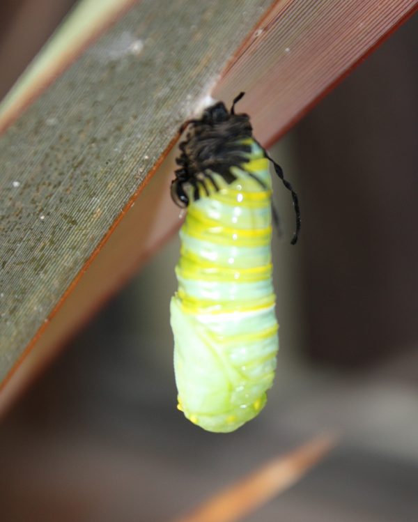 Monarch Butterfly Chrysalis Making a Chrysalis