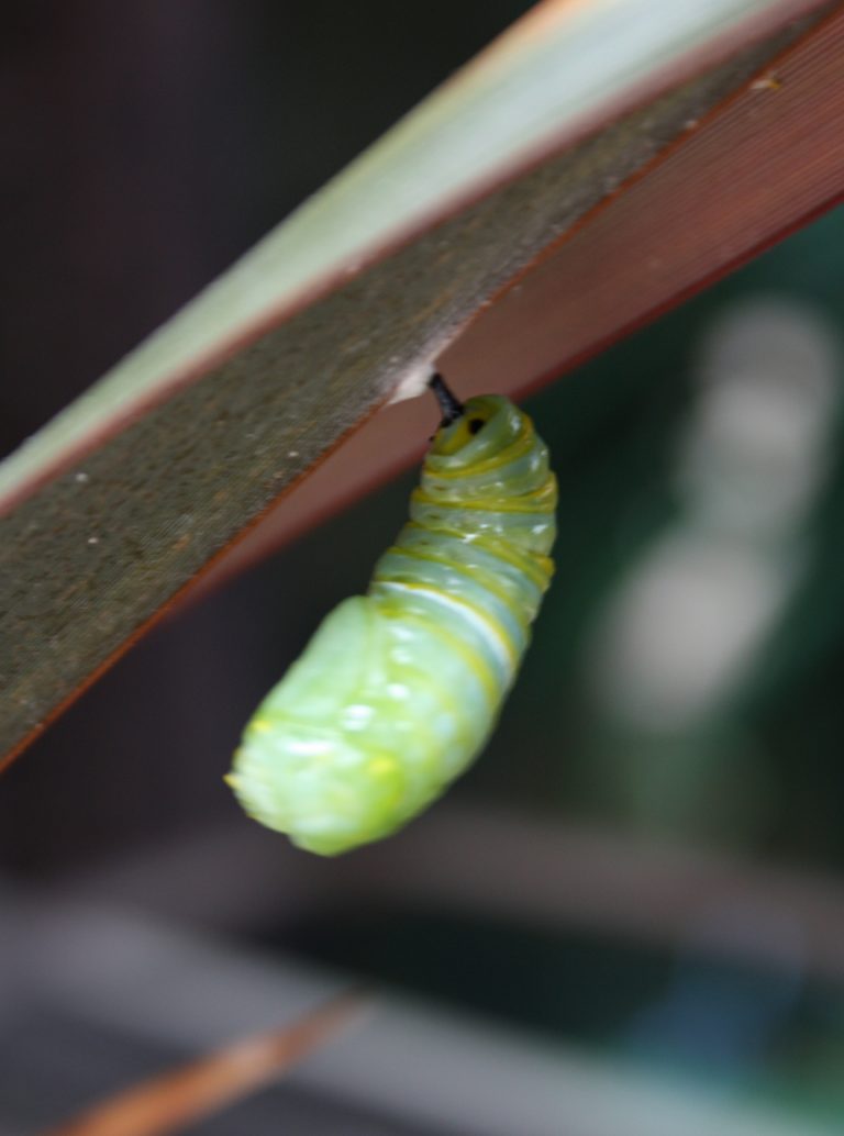 Monarch Butterfly Chrysalis Making a Chrysalis