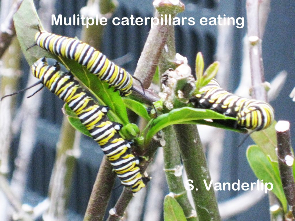 Monarch Caterpillars Eating Together 9040