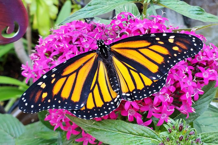 Monarch Butterflies in Severe Decline - Vanderlip.com