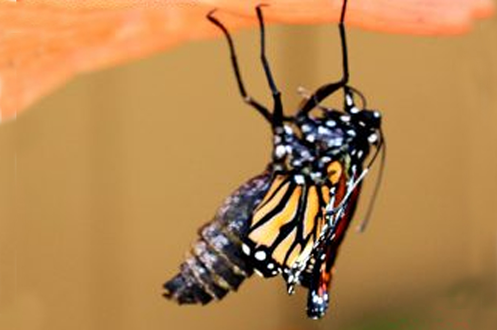 monarch butterfly emerging from chrysalis