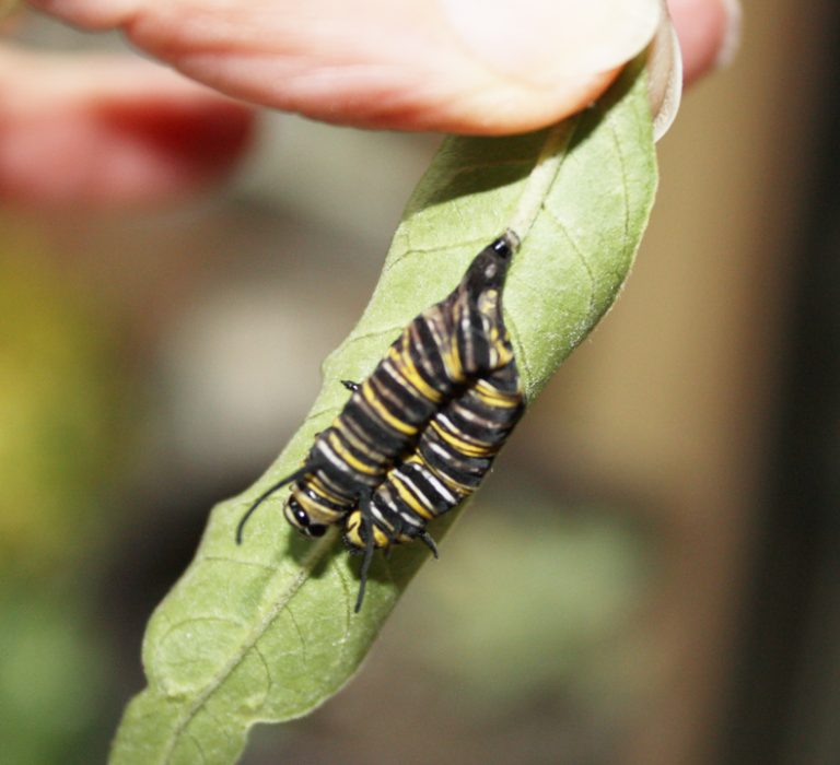 NPV Nuclear Polyhedrosis Virus causes caterpillars to shrivel and die