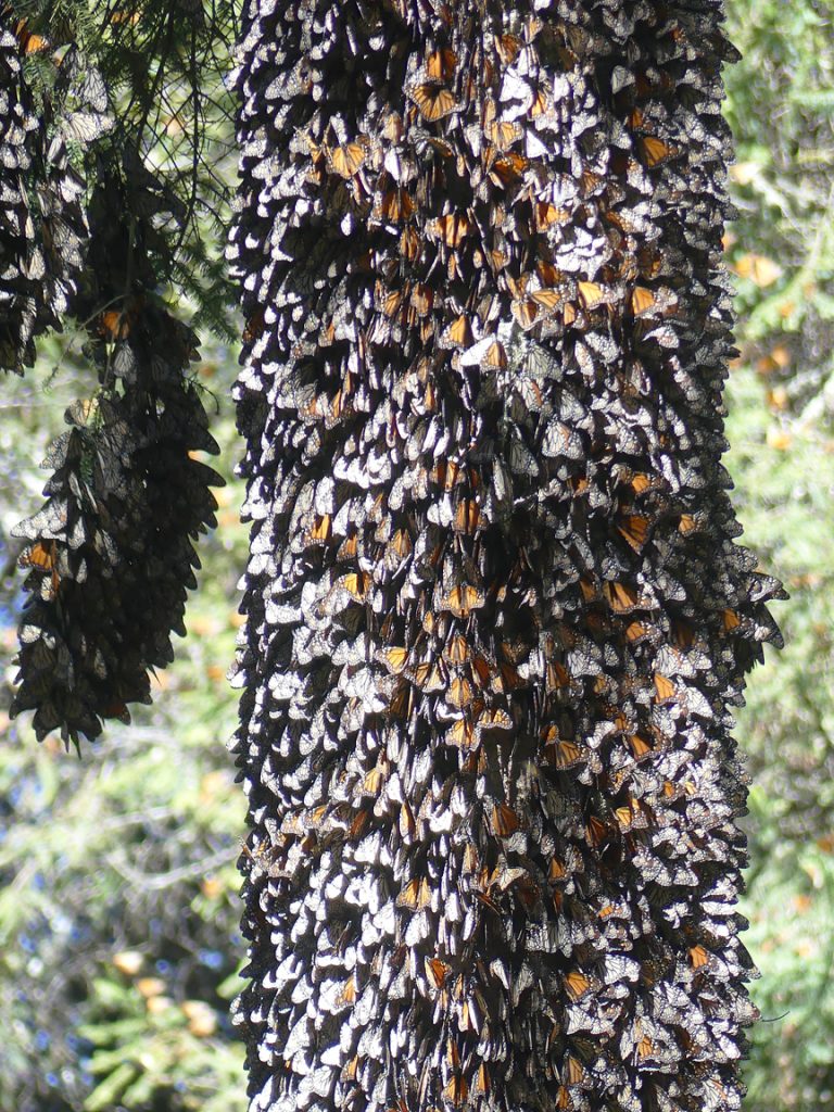 STUNNING Trip To Monarch Butterfly Overwintering Sites In Michoacán ...