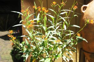 Monarchs' wings yield clues to their birthplaces