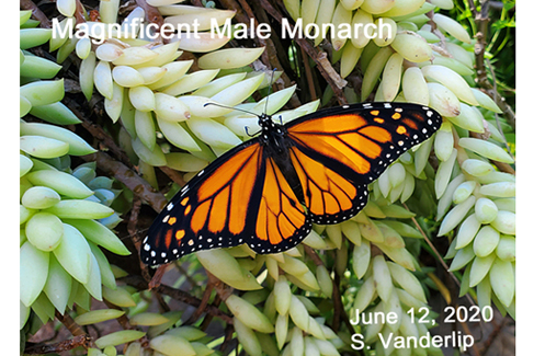 Ventura County residents to get milkweed for monarchs