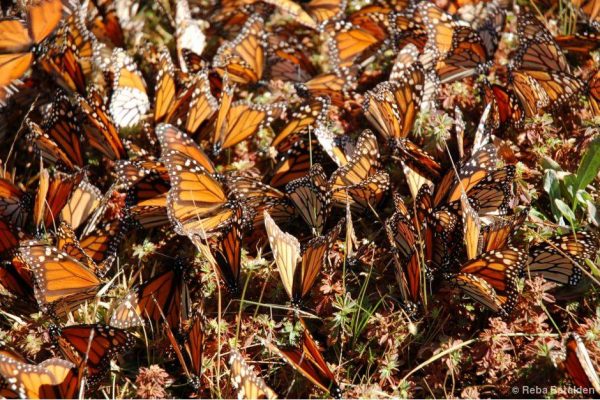 March 2021 UPDATE: Western Monarch Butterfly Migration Collapse ...