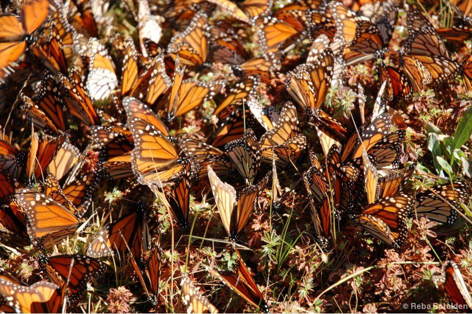 The Number of Western Monarch Butterflies Is Decreasing. Starting