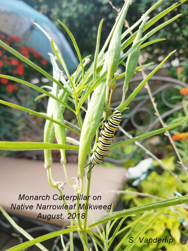 NURSERIES FOR NATIVE MILKWEED IN SOUTHERN CALIFORNIA | Vanderlip.com