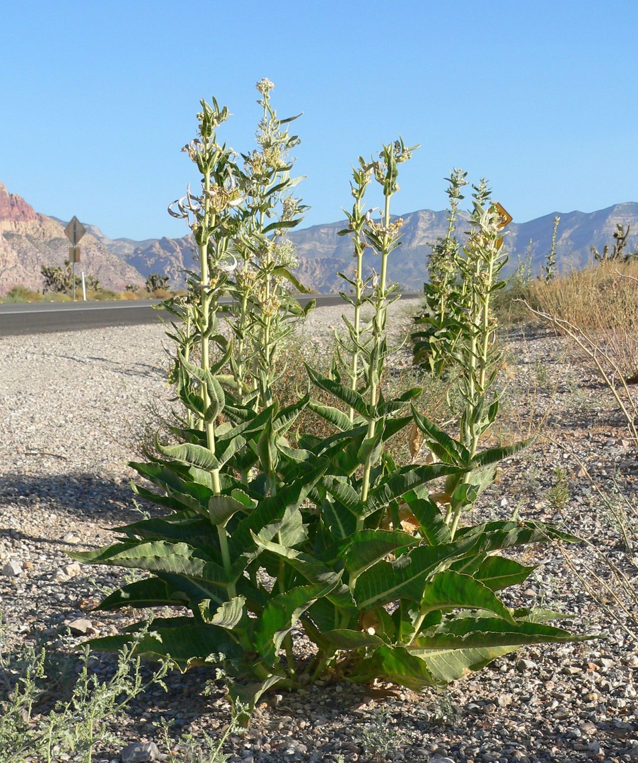 NURSERIES FOR NATIVE MILKWEED IN SOUTHERN CALIFORNIA | Vanderlip.com
