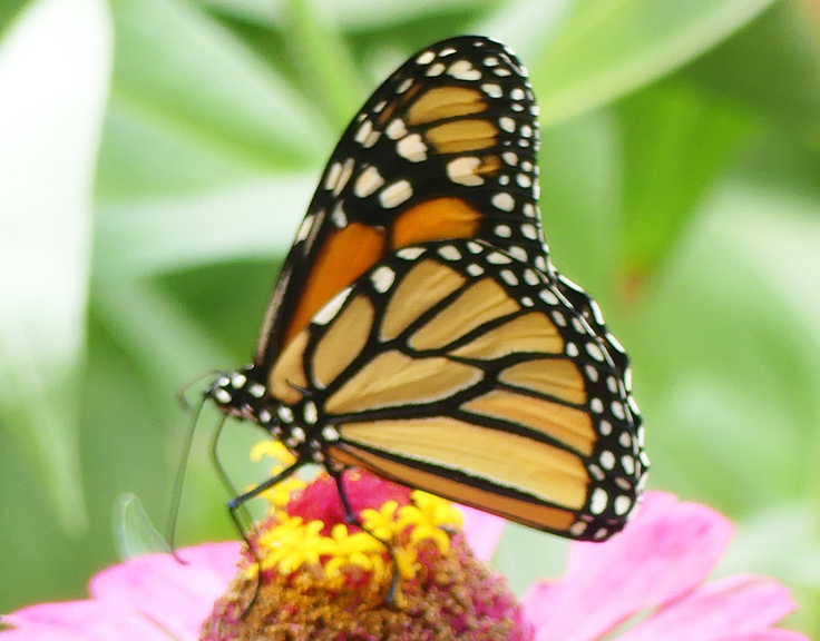 MONARCH WATCH 30TH ANNIVERSARY EVENT TAKE-AWAY - Vanderlip.com